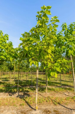 Golden Trompetenbaum Catalpa bignonioides 'Aurea' Hochstamm Catalpa bignonioides 'Aurea' Hochstamm