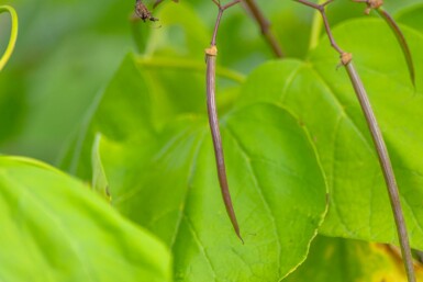 Golden Trompetenbaum Catalpa bignonioides 'Aurea' Hochstamm Stammumfang 18-20 Stammhöhe 225 T Catalpa bignonioides 'Aurea' Hochstamm 18/20 225cm Stamm