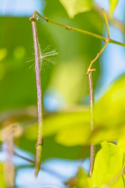 Golden Trompetenbaum Catalpa bignonioides 'Aurea' Hochstamm Stammumfang 18-20 Stammhöhe 225 T Catalpa bignonioides 'Aurea' Hochstamm 18/20 225cm Stamm