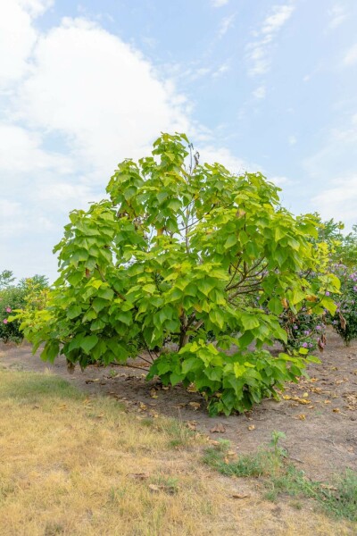 Golden Trompetenbaum Catalpa bignonioides 'Aurea' Mehrstämmig 200-250 T Catalpa bignonioides 'Aurea' Mehrstämmig 200-250