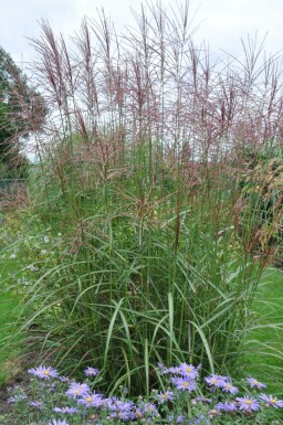 Chinaschilf Miscanthus sinensis 'Ferner Osten' 10-15 Topf 1 ltr. (P11) Miscanthus sinensis 'Ferner Osten'