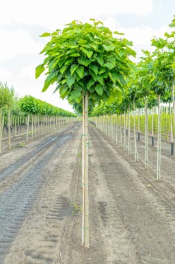 Gemeiner Trompetenbaum Catalpa bignonioides 'Nana' Hochstamm Catalpa bignonioides 'Nana' Hochstamm