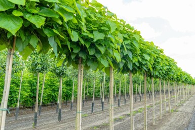 Gemeiner Trompetenbaum Catalpa bignonioides 'Nana' Hochstamm Catalpa bignonioides 'Nana' Hochstamm
