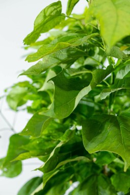 Gemeiner Trompetenbaum Catalpa bignonioides 'Nana' Hochstamm Stammumfang 8-10 Stammhöhe 180 T Catalpa bignonioides 'Nana' Hochstamm 8/10 180cm Stamm