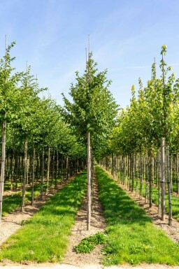 Europäischer Zürgelbaum Celtis australis Hochstamm Celtis australis Hochstamm