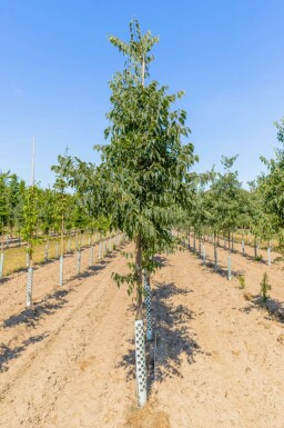 Europäischer Zürgelbaum Celtis australis Hochstamm Celtis australis Hochstamm