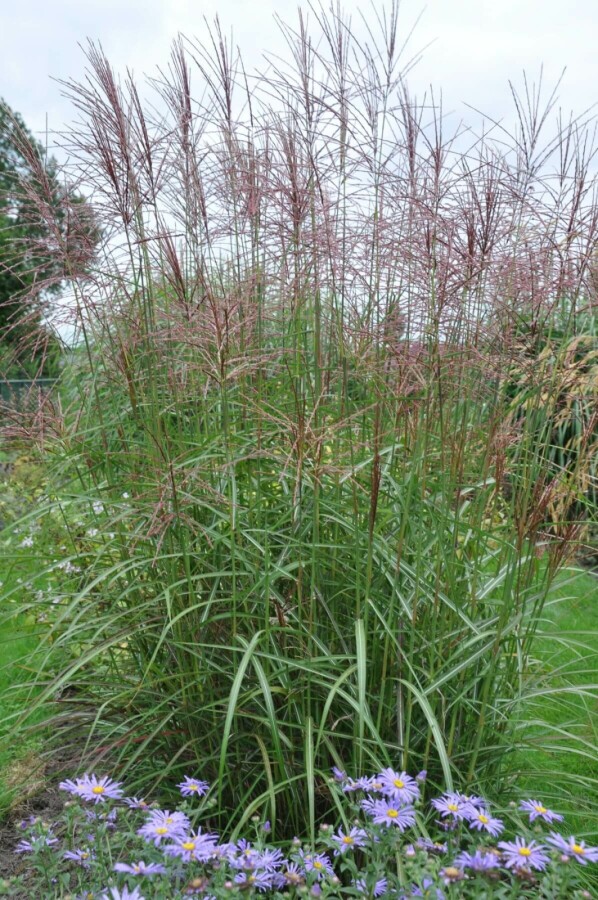 Chinaschilf Miscanthus sinensis 'Ferner Osten' 5-10 Topf 9x9 cm (P9) Miscanthus sinensis 'Ferner Osten'