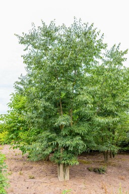 Europäischer Zürgelbaum Celtis australis Mehrstämmig Celtis australis Mehrstämmig