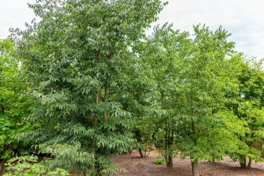Europäischer Zürgelbaum Celtis australis Mehrstämmig Celtis australis Mehrstämmig