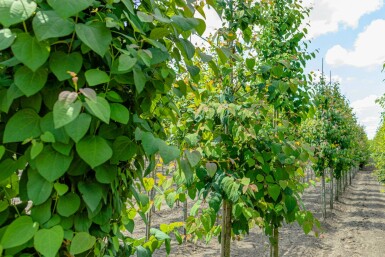 Kuchenbaum Cercidiphyllum japonicum Cercidiphyllum japonicum