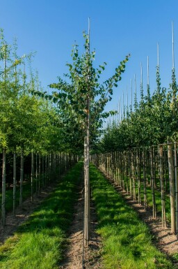 Kuchenbaum Cercidiphyllum japonicum Hochstamm Cercidiphyllum japonicum Hochstamm