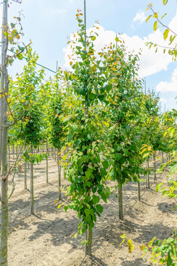 Kuchenbaum Cercidiphyllum japonicum Hochstamm Stammumfang 14-16 T Cercidiphyllum japonicum Hochstamm 14/16