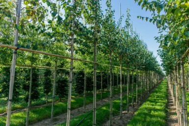 Kuchenbaum Cercidiphyllum japonicum Hochstamm Stammumfang 14-16 T Cercidiphyllum japonicum Hochstamm 14/16