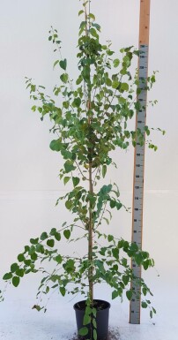 Kuchenbaum Cercidiphyllum japonicum Stammbusch Cercidiphyllum japonicum Stammbusch