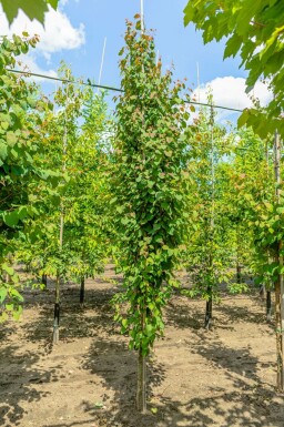 Kuchenbaum Cercidiphyllum japonicum Stammbusch Cercidiphyllum japonicum Stammbusch