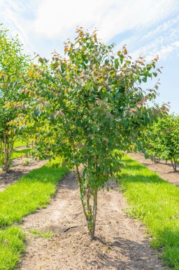 Kuchenbaum Cercidiphyllum japonicum Mehrstämmig Cercidiphyllum japonicum Mehrstämmig