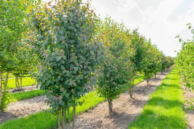 Kuchenbaum Cercidiphyllum japonicum Mehrstämmig Cercidiphyllum japonicum Mehrstämmig