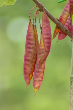 Kanadischer Judasbaum Cercis canadensis Hochstamm Cercis canadensis Hochstamm