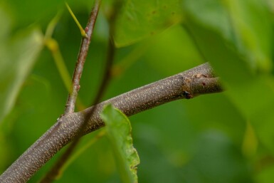 Kanadischer Judasbaum Cercis canadensis Hochstamm Cercis canadensis Hochstamm