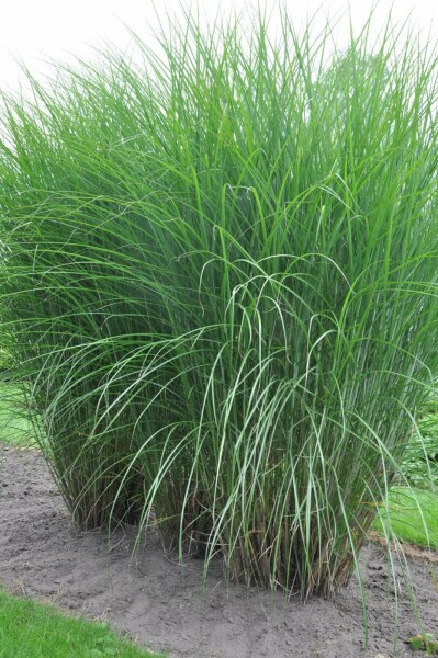 Feinhalm-Chinaschilf Miscanthus sinensis 'Gracillimus' 5-10 Topf 9x9 cm (P9) Miscanthus sinensis 'Gracillimus'