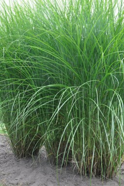 Feinhalm-Chinaschilf Miscanthus sinensis 'Gracillimus' 5-10 Topf 9x9 cm (P9)