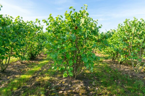 Kanadischer Judasbaum Cercis canadensis Mehrstämmig 200-250 T Cercis canadensis Mehrstämmig 200-250