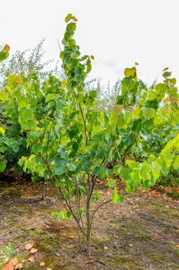 Kanadischer Judasbaum Cercis canadensis Mehrstämmig Cercis canadensis Mehrstämmig
