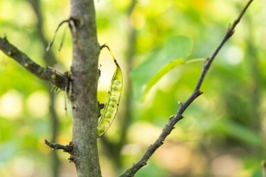 Kanadischer Judasbaum Cercis canadensis Mehrstämmig 200-250 T Cercis canadensis Mehrstämmig 200-250