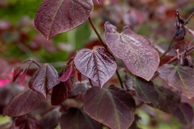 Amerikanischer Judasbaum Cercis canadensis 'Forest Pansy' Cercis canadensis 'Forest Pansy'