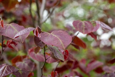 Amerikanischer Judasbaum Cercis canadensis 'Forest Pansy' Cercis canadensis 'Forest Pansy'