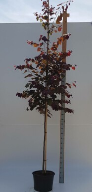 Amerikanischer Judasbaum Cercis canadensis 'Forest Pansy' Hochstamm Cercis canadensis 'Forest Pansy' Hochstamm