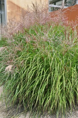 Chinaschilf Miscanthus sinensis 'Kleine Silberspinne' 10-15 Topf 1 ltr. (P11)