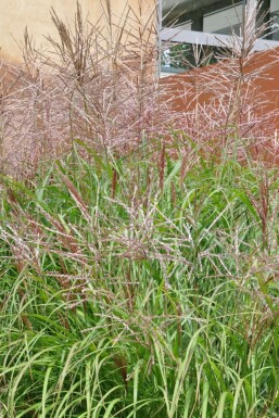 Chinaschilf Miscanthus sinensis 'Kleine Silberspinne' 10-15 Topf 1 ltr. (P11)