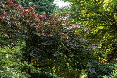 Amerikanischer Judasbaum Cercis canadensis 'Forest Pansy' Mehrstämmig Cercis canadensis 'Forest Pansy' Mehrstämmig