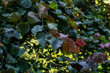 Amerikanischer Judasbaum Cercis canadensis 'Forest Pansy' Mehrstämmig Cercis canadensis 'Forest Pansy' Mehrstämmig