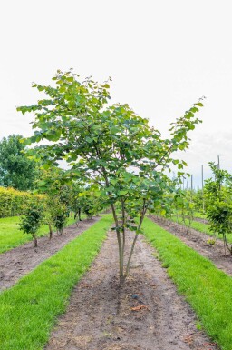 Judasbaum Cercis siliquastrum Cercis siliquastrum