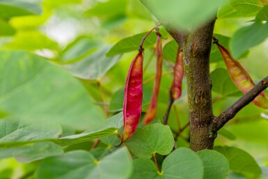 Judasbaum Cercis siliquastrum Cercis siliquastrum