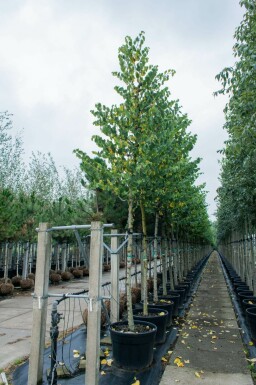 Judasbaum Cercis siliquastrum Hochstamm Cercis siliquastrum Hochstamm