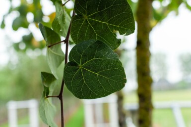 Judasbaum Cercis siliquastrum Hochstamm Cercis siliquastrum Hochstamm