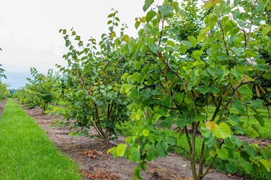 Judasbaum Cercis siliquastrum Mehrstämmig Cercis siliquastrum Mehrstämmig