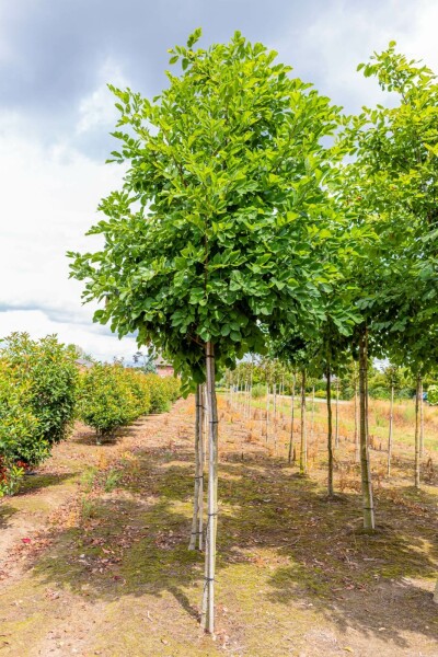 Amerikanisches Gelbholz Cladrastis kentukea Hochstamm Stammumfang 10-12 T Cladrastis kentukea Hochstamm 10/12