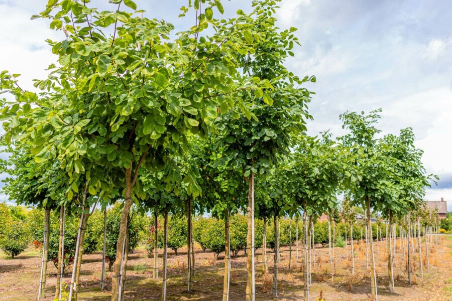 Amerikanisches Gelbholz Cladrastis kentukea Hochstamm Stammumfang 10-12 T Cladrastis kentukea Hochstamm 10/12
