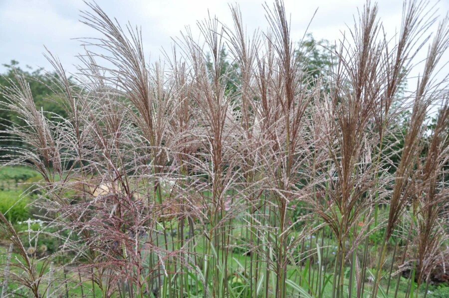 Garten-Chinaschilf Miscanthus sinensis 'Malepartus' 10-15 Topf 1 ltr. (P11) Miscanthus sinensis 'Malepartus'