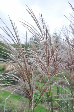 Garten-Chinaschilf Miscanthus sinensis 'Malepartus' 10-15 Topf 1 ltr. (P11) Miscanthus sinensis 'Malepartus'