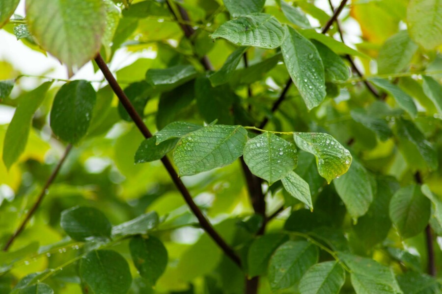 Amerikanisches Gelbholz Cladrastis kentukea Mehrstämmig 200-250 T Cladrastis kentukea Mehrstämmig 200-250