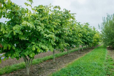 Amerikanisches Gelbholz Cladrastis kentukea Mehrstämmig 200-250 T Cladrastis kentukea Mehrstämmig 200-250