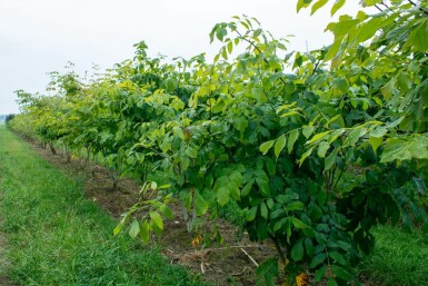 Amerikanisches Gelbholz Cladrastis kentukea Mehrstämmig 200-250 T Cladrastis kentukea Mehrstämmig 200-250