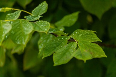 Amerikanisches Gelbholz Cladrastis kentukea Mehrstämmig 200-250 T Cladrastis kentukea Mehrstämmig 200-250