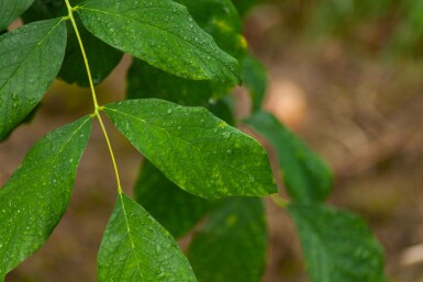 Amerikanisches Gelbholz Cladrastis kentukea Mehrstämmig 200-250 T Cladrastis kentukea Mehrstämmig 200-250