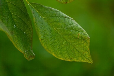 Amerikanisches Gelbholz Cladrastis kentukea Mehrstämmig 200-250 T Cladrastis kentukea Mehrstämmig 200-250